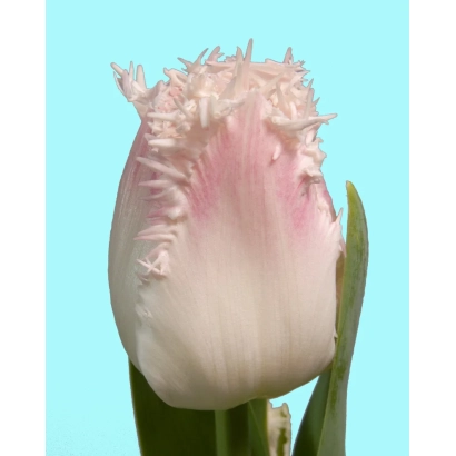 White tulip with pink edges on a blue background - Galerie
