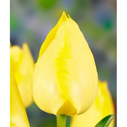Желтый тюльпан сорта Галина на фоне зелени