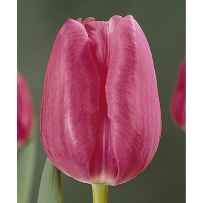 Розовый тюльпан на фоне других цветов - Гандэр