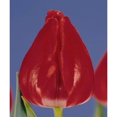 Красный тюльпан на синем фоне - Гандэр Спэциал