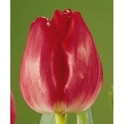 Красный тюльпан на зелёном фоне - Гандэрамо