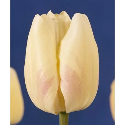 Белый тюльпан сорта Гандер'с Оувэртурэ на синем фоне - Гандэр'с Оувэртурэ