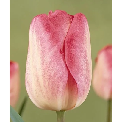 Тюльпан сорта Гандэрс Рапсоди на зелёном фоне