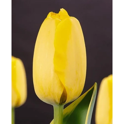 Желтый тюльпан на темном фоне - Гарант