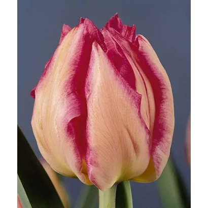 Тюльпан Гаранза на фоне