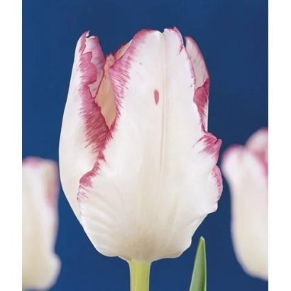 Тюльпан сорта Гардэн Бюти на синем фоне