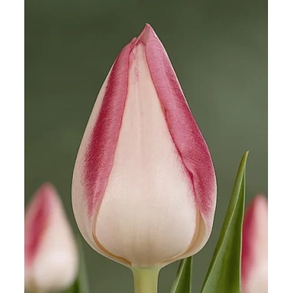 Тюльпан розово-белый на зелёном фоне - Гардэн Парти