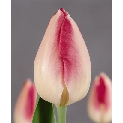 Тюльпан с розово-белыми лепестками на сером фоне - Гардэн Пикчюр
