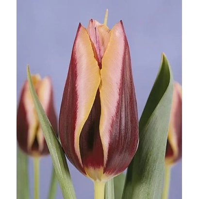 Тюльпан Гавота на фиолетовом фоне