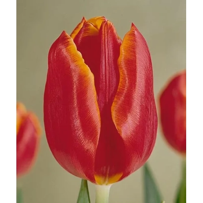 Красный тюльпан с желтым краем лепестков на фоне - Гэанка