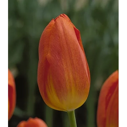 Тюльпан оранжево-желтого цвета на фоне зелени - Гэнэраал дэ Wэт