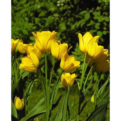 Желтые тюльпаны на зеленом фоне - Гэоргэттэ