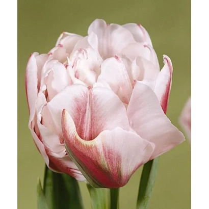 Тюльпан Гэрбранд Киэфт