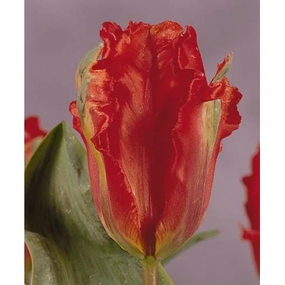 Красный тюльпан сорта Гиант Паррот