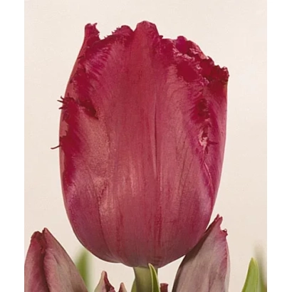 Тюльпан Гипсь Ловэ