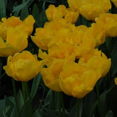 Желтые тюльпаны сорта Гиронда на темном фоне - Гирондэ