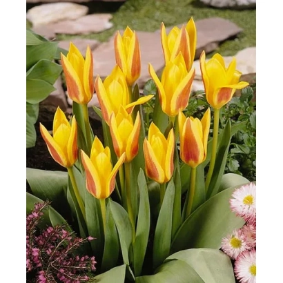 Желтые тюльпаны сорта Гиусэппэ Вэрди на фоне зелени и камней
