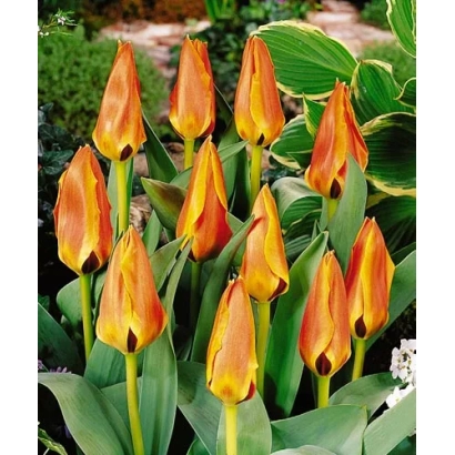 Тюльпаны оранжево-желтого цвета на фоне зелени - Гламоурланд