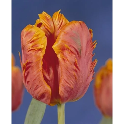 Тюльпан сорта Гласност на синем фоне