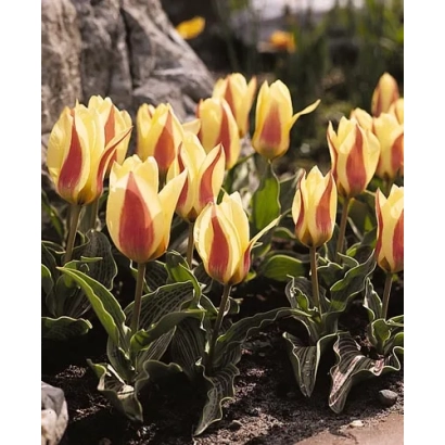 Тюльпаны желто-красного цвета на фоне камней - ГлГјцк