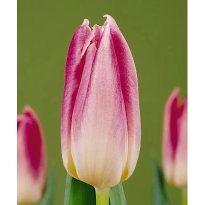 Тюльпаны розово-белого цвета на зелёном фоне - Гоэдэлэ