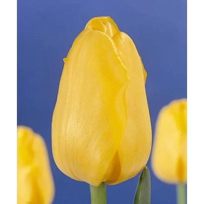 Желтый тюльпан на синем фоне - Голд Цить
