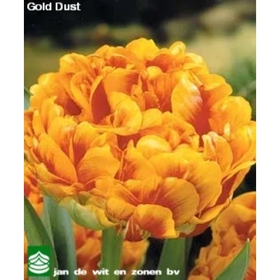 Семена тюльпанов Gold Dust - Голд Дуст