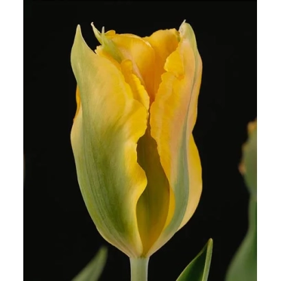 Желтый тюльпан на черном фоне - Голдэн Артист