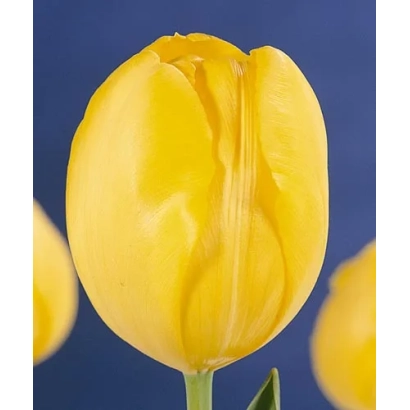 Желтый тюльпан на синем фоне - Голдэн Бригитта