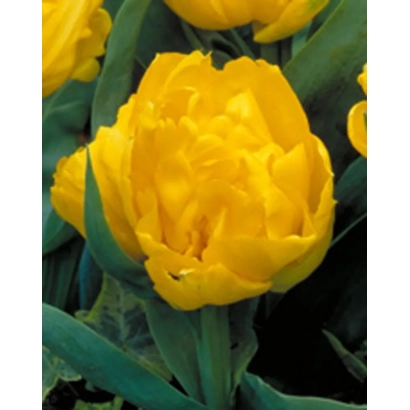 Yellow tulips of the Golden Coin variety on a dark background