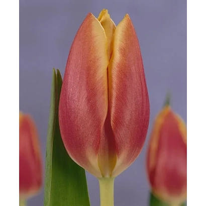 Tulip variety Golden Fiction on purple background