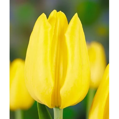 Yellow tulip against blurred flowers - Golden Future