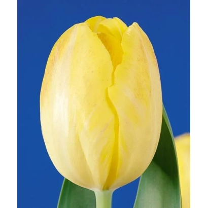 Yellow tulip on blue background - Golden Libretto