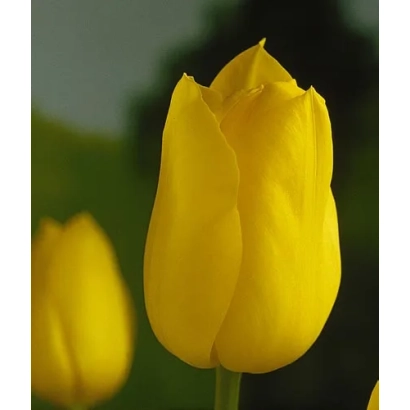 Yellow tulips against a green field - Golden Melody