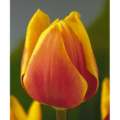 Yellow-orange tulip against green background - Golden Mirjoran