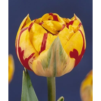 Tulip Golden Nizza on blue background