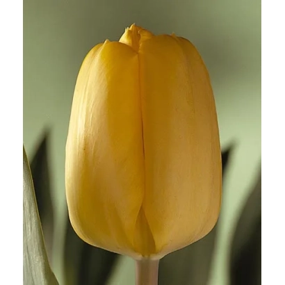 Yellow tulip variety Golden Oxford against green background