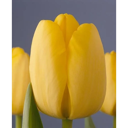 Yellow tulips on a purple background - Golden Parade
