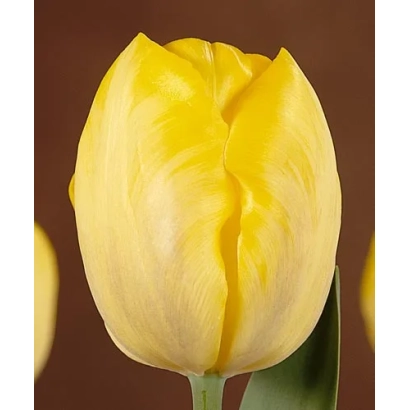 Yellow tulip variety Golden Peace