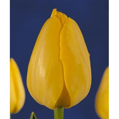 Yellow tulip on blue background - Golden Present