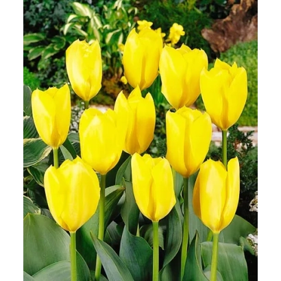 Yellow tulips of the Golden Purissima variety against green foliage