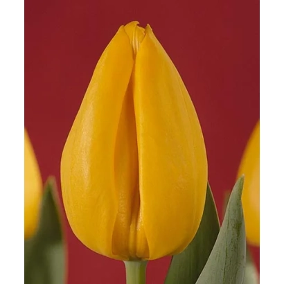 Yellow tulip variety Goldfinger on red background