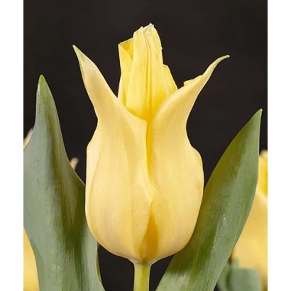 Yellow tulip on dark background - Goltu