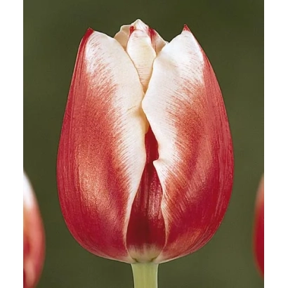 Close-up of a red tulip with white veins on petals - Good Looking