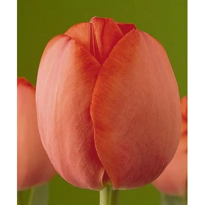 Orange tulip on green background - Gordon Cooper