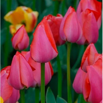 Тюльпаны сорта Гордон Купер на фоне зелени