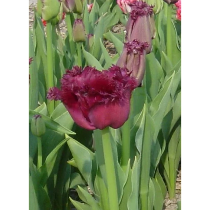 Dark burgundy tulip with ruffled petals among green foliage - Gorilla