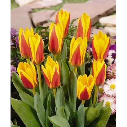 Dutch tulips yellow-red in flowerbed - Goudstuk