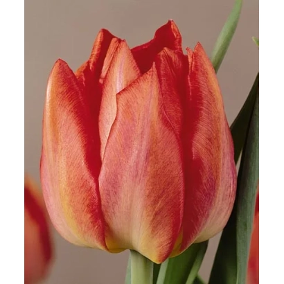 Red-orange tulip with yellow veins on petals - Goya