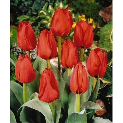 Red tulips against green foliage - Grand Coulée